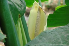 Alocasia macrorrhizos